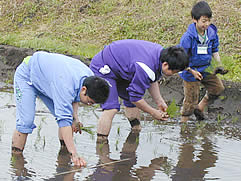 田植え