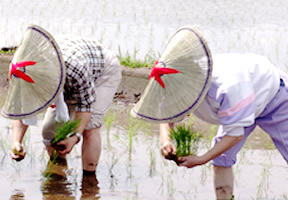 田植え